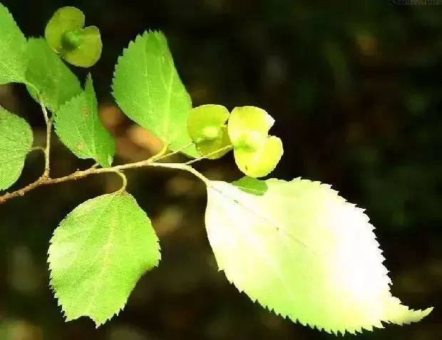 筑邦美植如何區分榆樹榔榆櫸樹朴樹等榆科植物