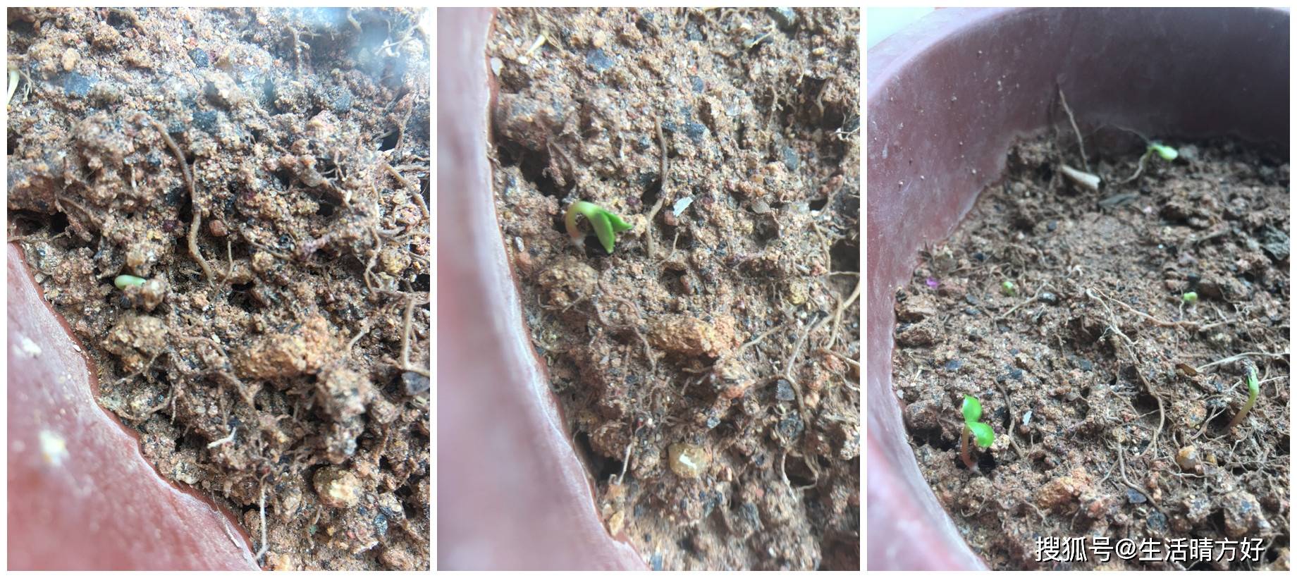 小学生科学种植实践凤仙花的生长过程记录让孩子在生活中学习知识