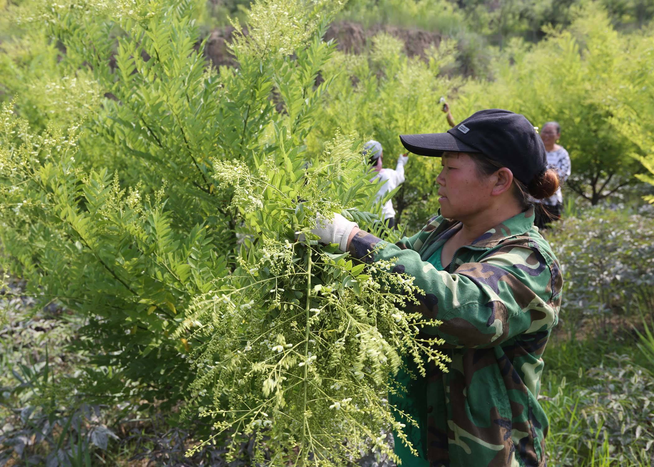 槐米药茶采摘忙 助农增收致富路