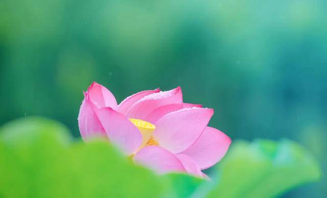 绿油油的荷塘上粉嫩的荷花没赏过荷的夏天是不完整的荷花绽放盛夏时节