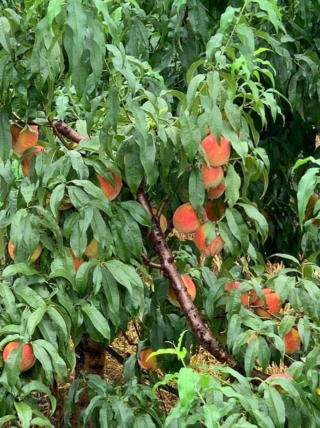 千亩"希望果"因疫情滞销,浙江来汉种植大户为9户农民脱贫着急