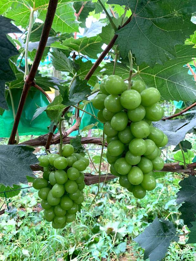 千亩"希望果"因疫情滞销,浙江来汉种植大户为9户农民脱贫着急_武汉