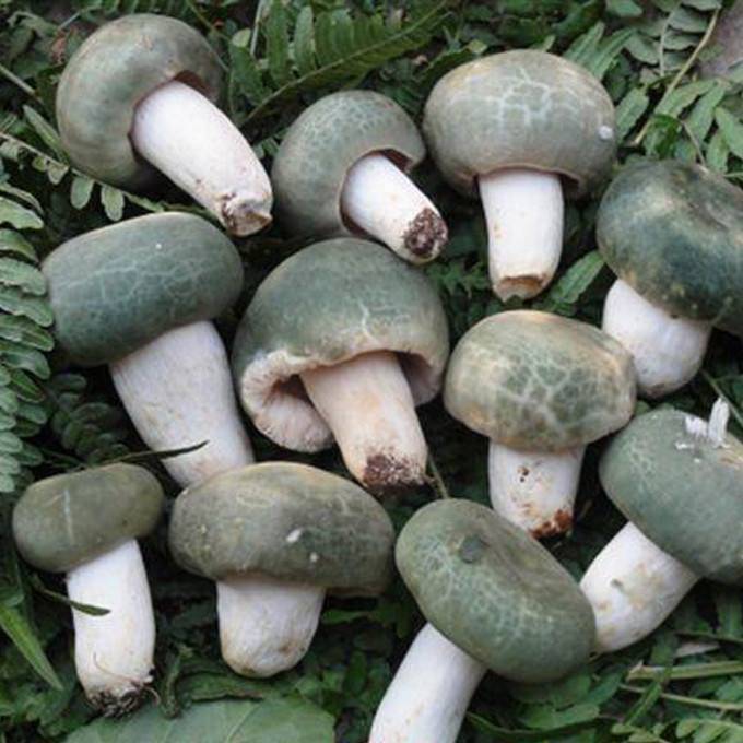 七月,只有在大云南,才能吃上最野气的盛宴_干巴菌