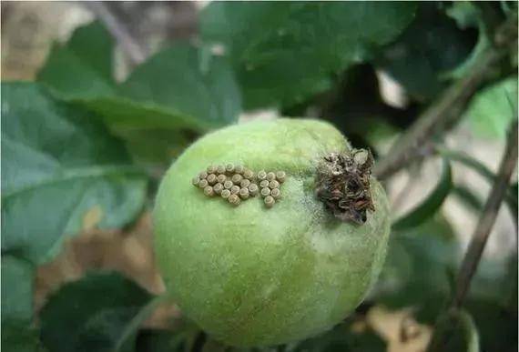 是褐斑病,斑点落叶病,轮纹病,炭疽病,圆斑根腐病和蚜虫,红蜘蛛,卷叶蛾