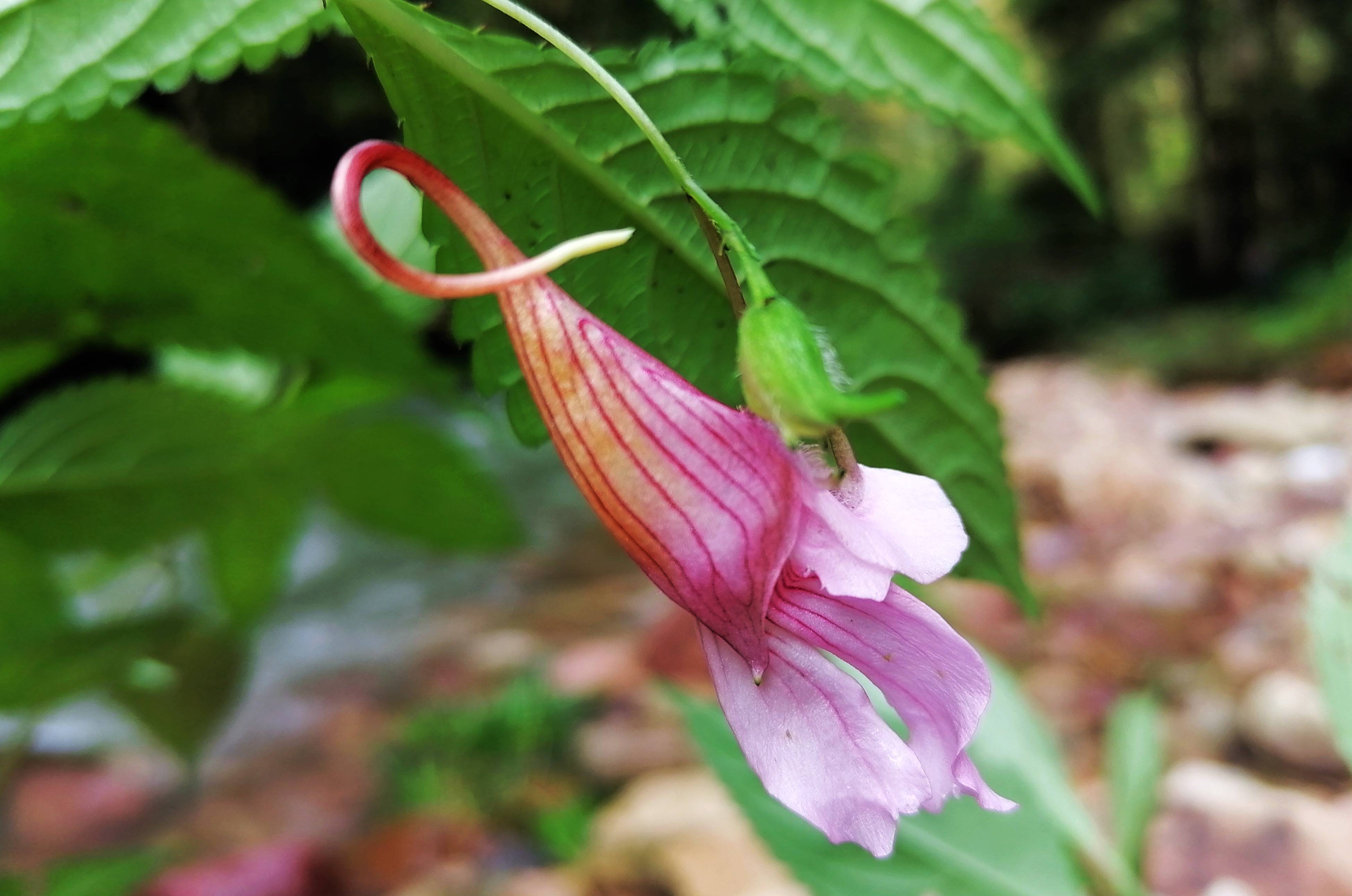 张家界武陵源:"植物活化石"龙虾花开迎游人