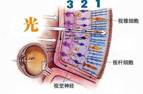 视细胞能够将光学信号转化为电信号,人脑中掌管视觉的区域接收到这种