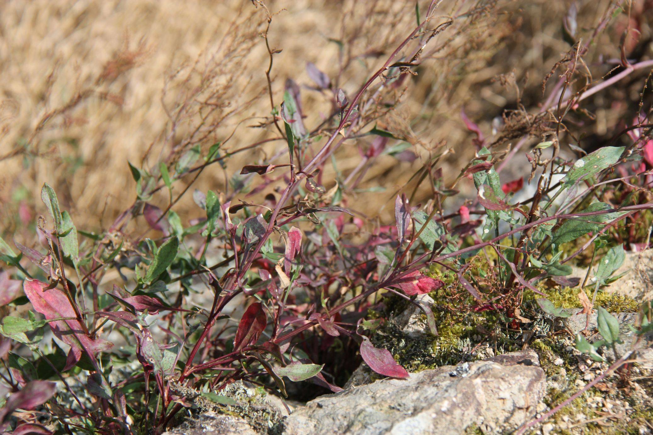 庆元植物1201-蓼科-酸模属-小酸模