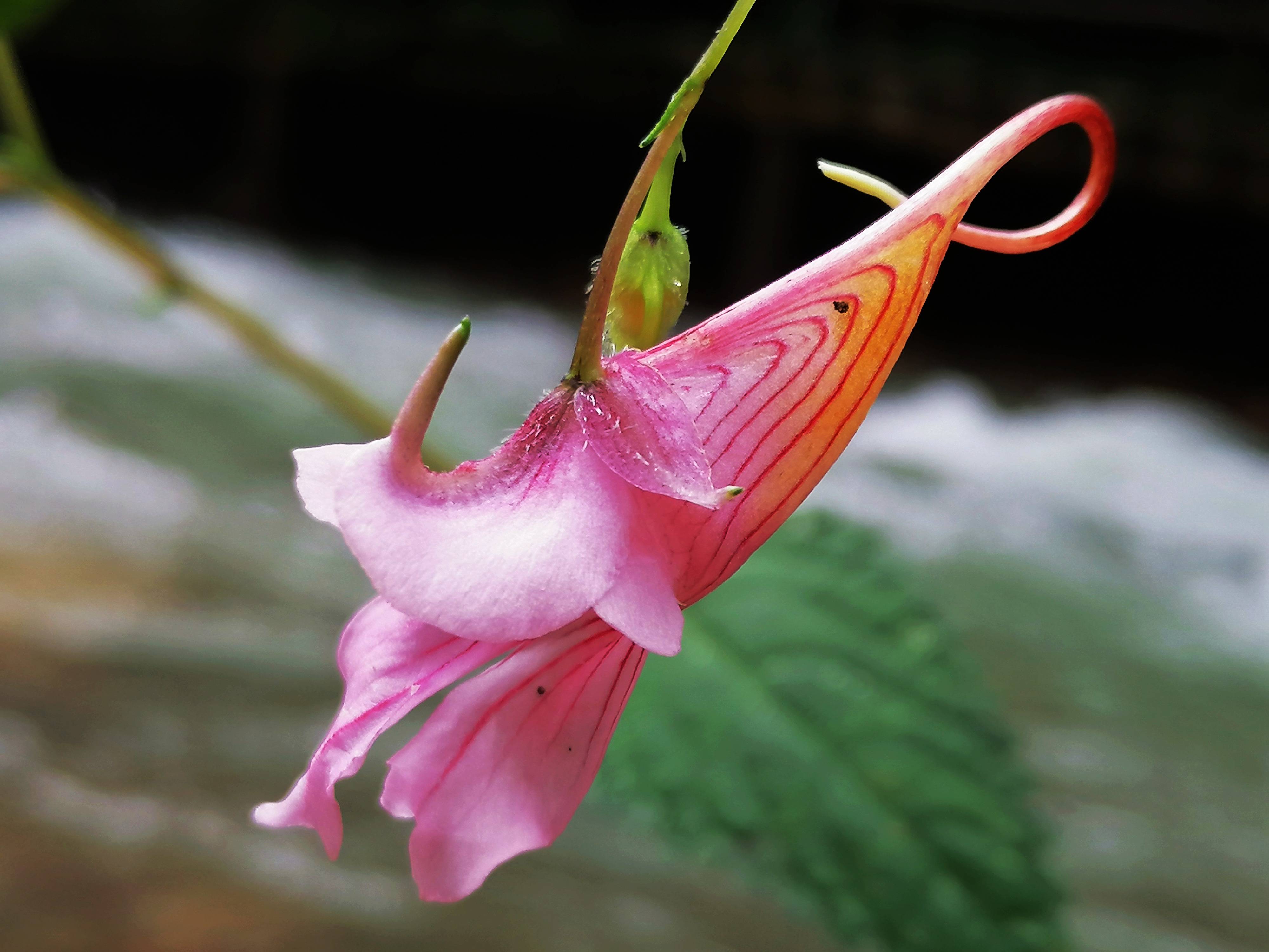 张家界武陵源:"植物活化石"龙虾花开迎游人