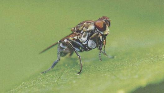 麦鞘毛眼水蝇又名麦水蝇,大麦水蝇,麦鞘潜蝇,属双翅目水蝇科.