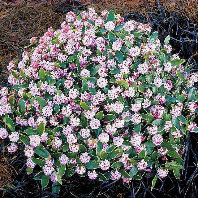 中国名花,金边瑞香,夏天有3怕,能躲就躲开,冬开一树花