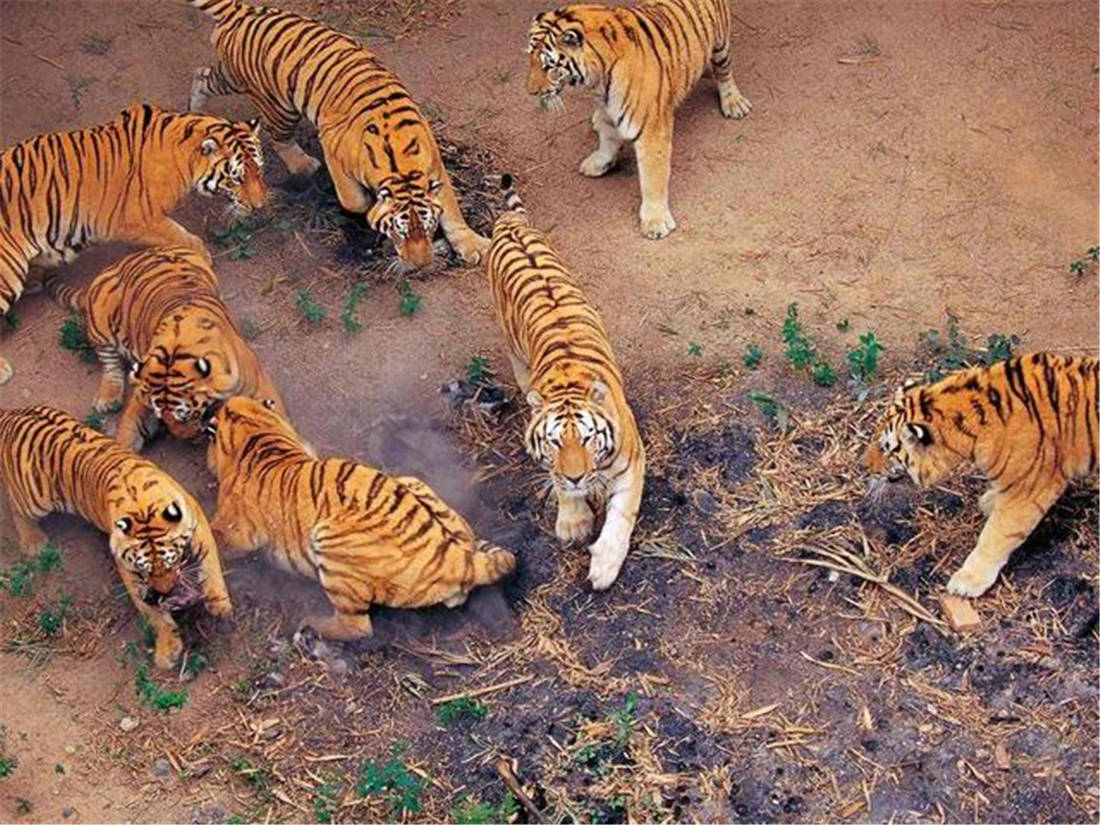 原创5只华南虎送非洲产仔近30只有的咬死有的安乐死如今无人管