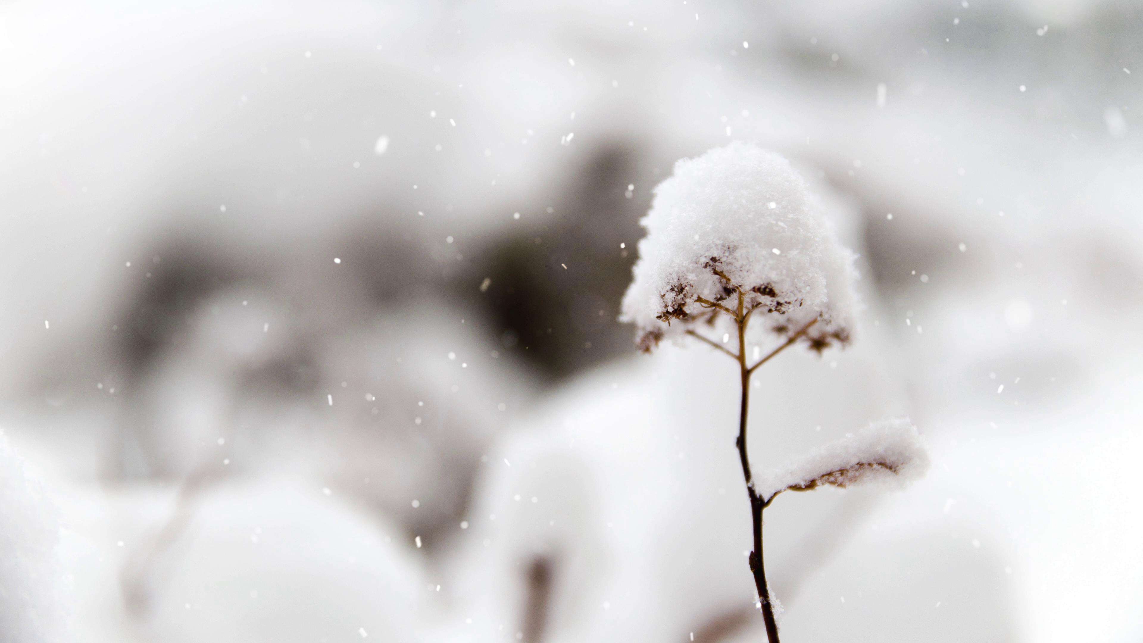 现代诗:冬天欠我一场雪