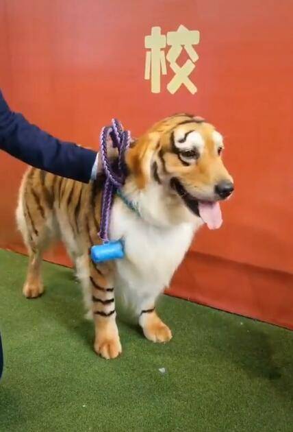 金毛被打扮成老虎,直接被带去宠物展,围观者一瞧纷纷摇头_狗狗