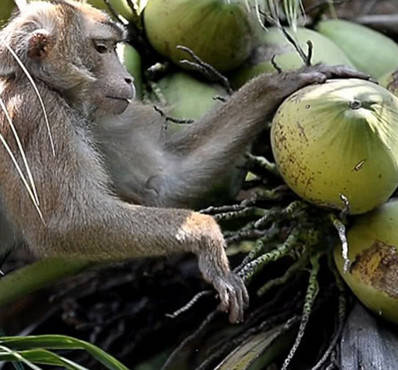 原创为了摘到树上的椰子,农民伯伯找来了只猴子,分分钟就搞定难题