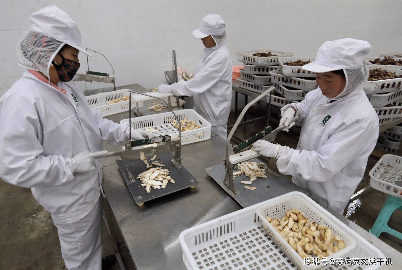 松树的根系和土壤,自身营养十不存一,表面会出现开裂,脱膜,脱朵等状态