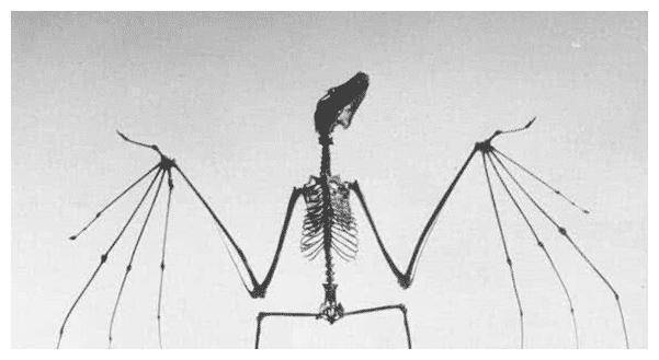 第二种很多读者们是不是会认为这是刺猬的骨头呢?