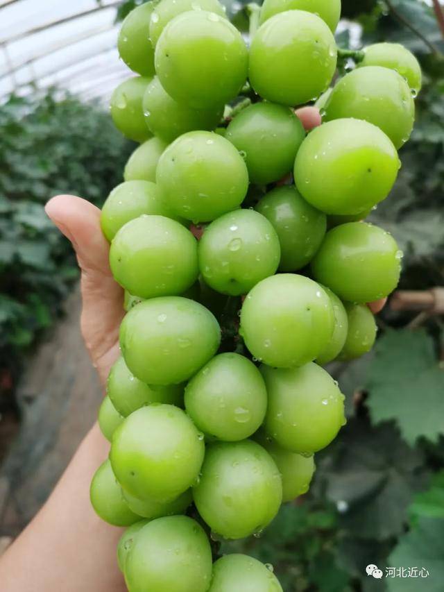 果中"爱马仕"香印青提_葡萄