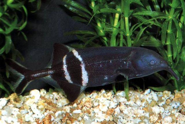 原创非洲怪异的象鼻鱼,国内冷门没人养,外表憨憨却玩电成瘾!