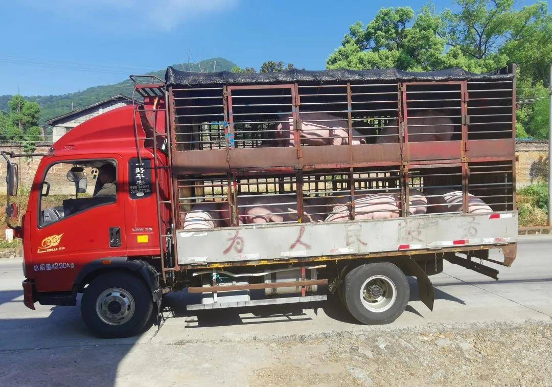 注意将乐重拳打击违法违规调运生猪行为