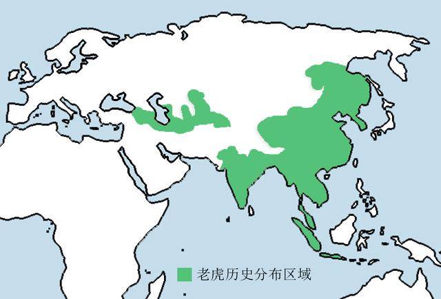 西伯利亚虎与东北虎是不同的亚种实则一种动物的两种叫法