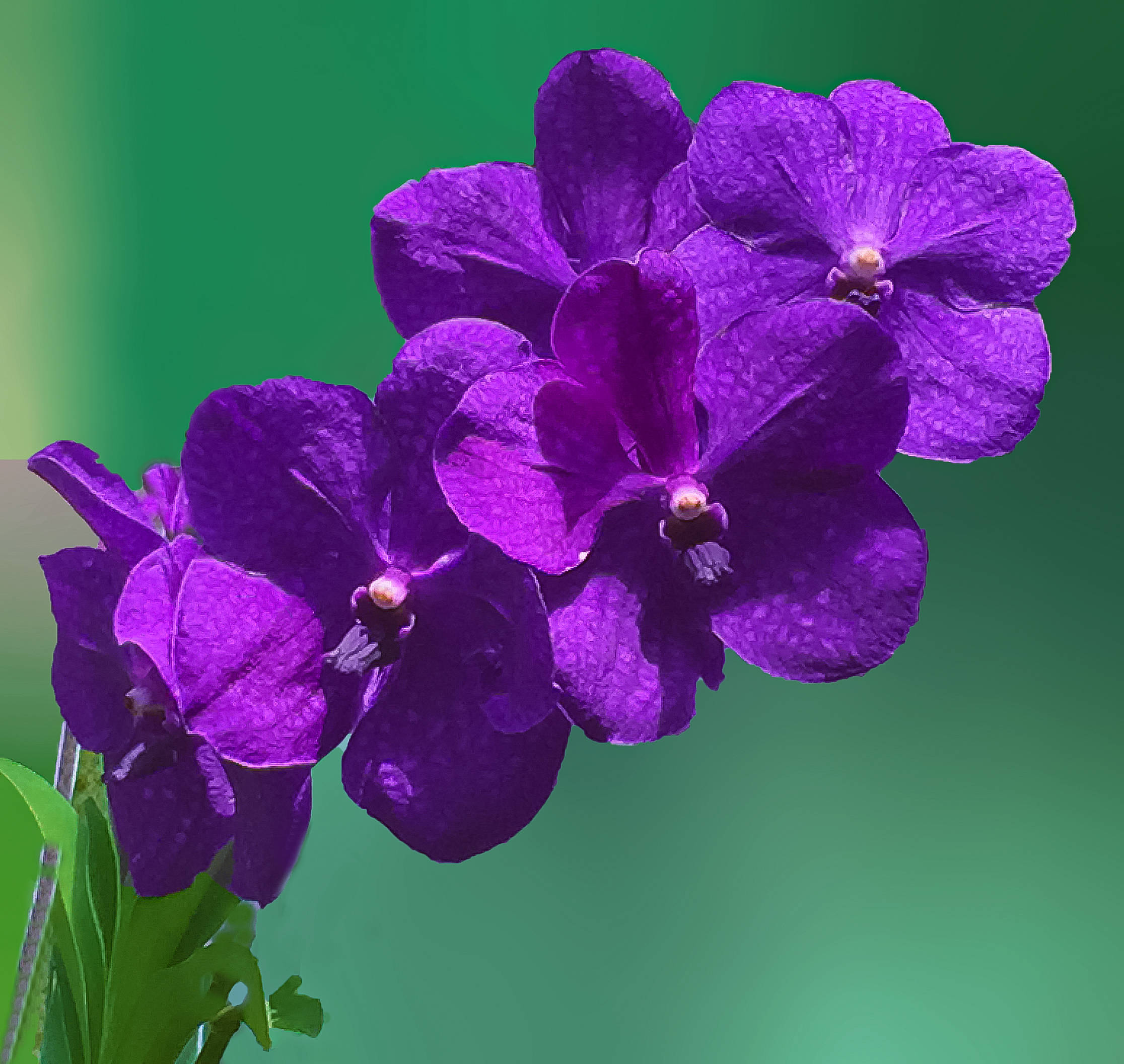 极品洋兰鉴赏(二)