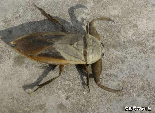 重启之极海听雷皮蛹姐姐黏着吴邪其实她不是人是吃人的虫子青蚨