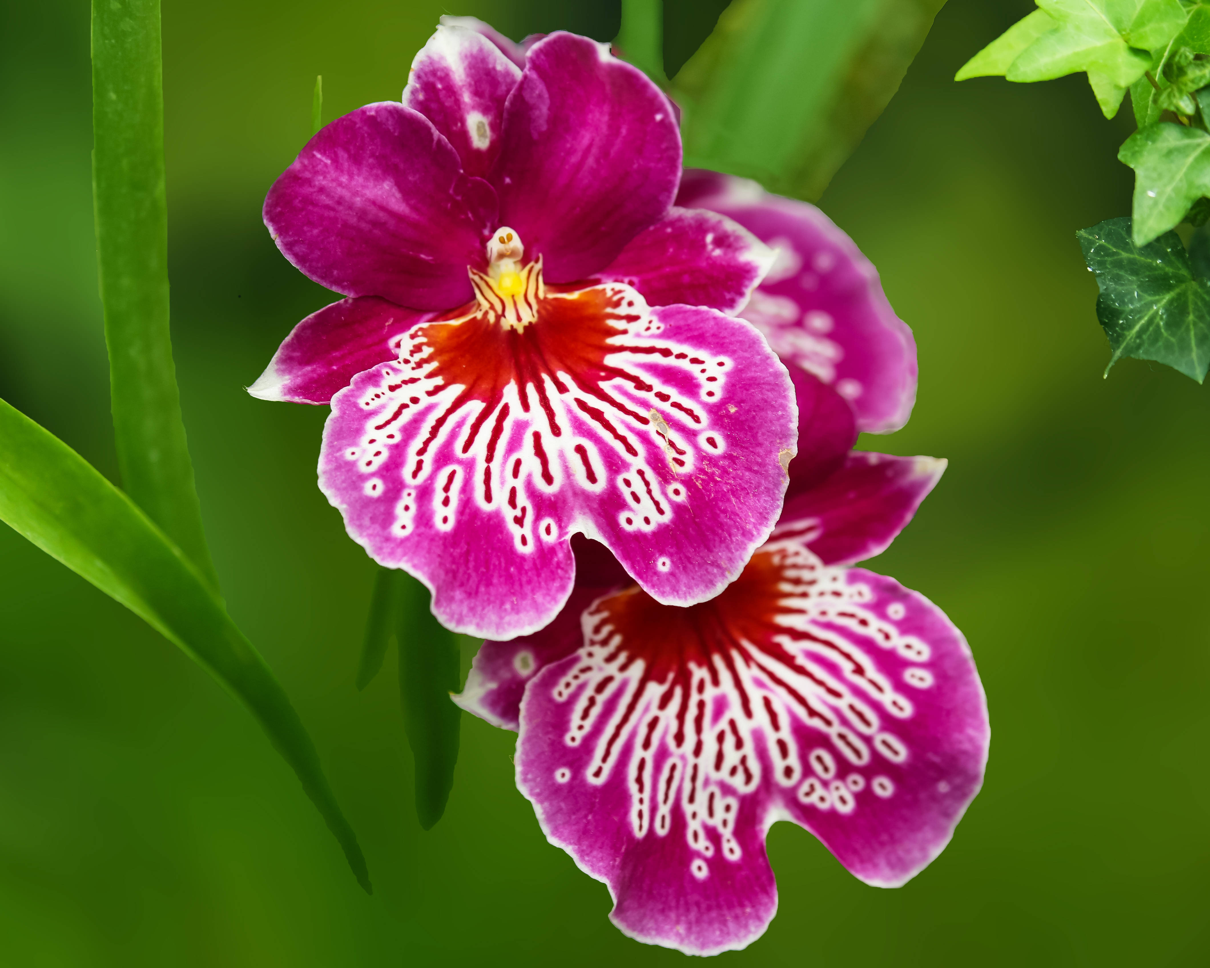 极品洋兰鉴赏(二)