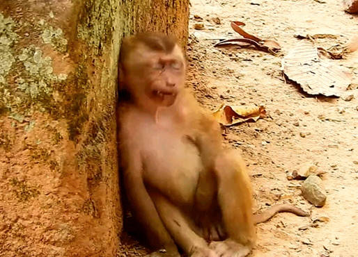 小猴子被同伴抛弃,委屈巴巴躲在墙角哭泣,委屈样子让人好心疼_猴群