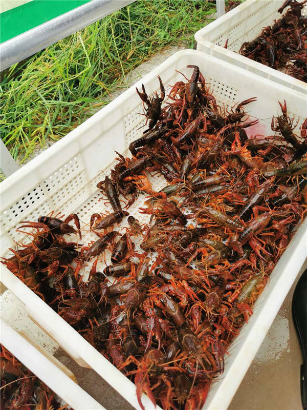 小龙虾成范县增收新名片_养殖