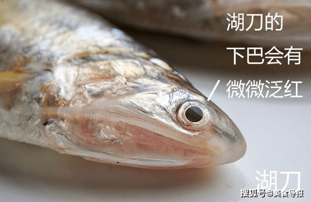 湖刀:吃起来淡而无味,肉质细滑,但没有鱼脂的香味.
