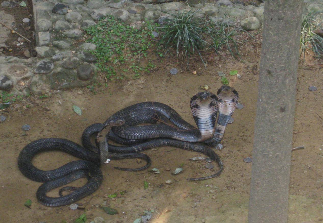 千岛湖蛇岛恐怖图片
