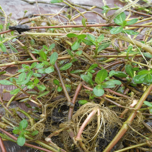 曾是养猪好饲料,农民抢着割,如今泛滥成灾,成为农民噩梦