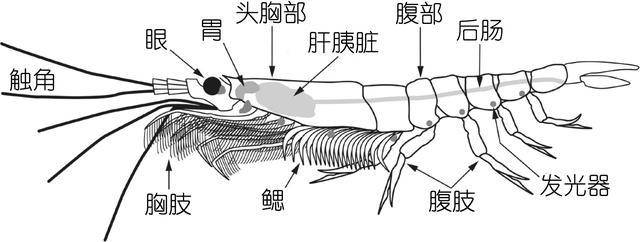 如何鉴别对虾,罗氏虾,北极甜虾……一文解决虾认识