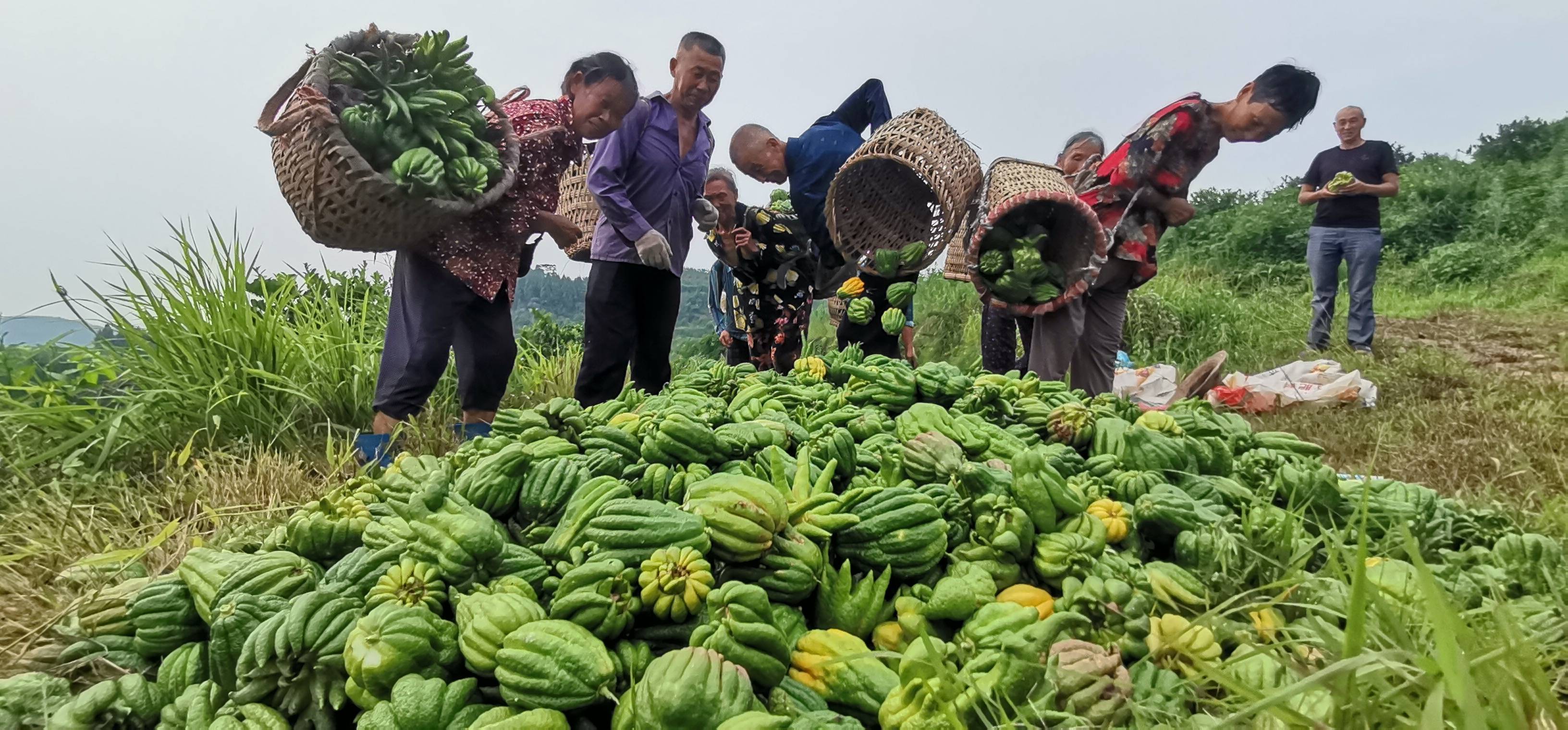(时政新闻)佛门佛手产业助推一方百姓脱贫致富