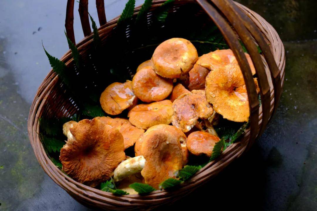 雨季的馈赠:云庐邀你开启腾冲野生菌的美食之旅