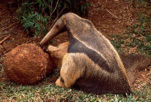 原创活久见的食蚁兽,拿蚂蚁洞当饭盆,一天能吃三万只蚂蚁