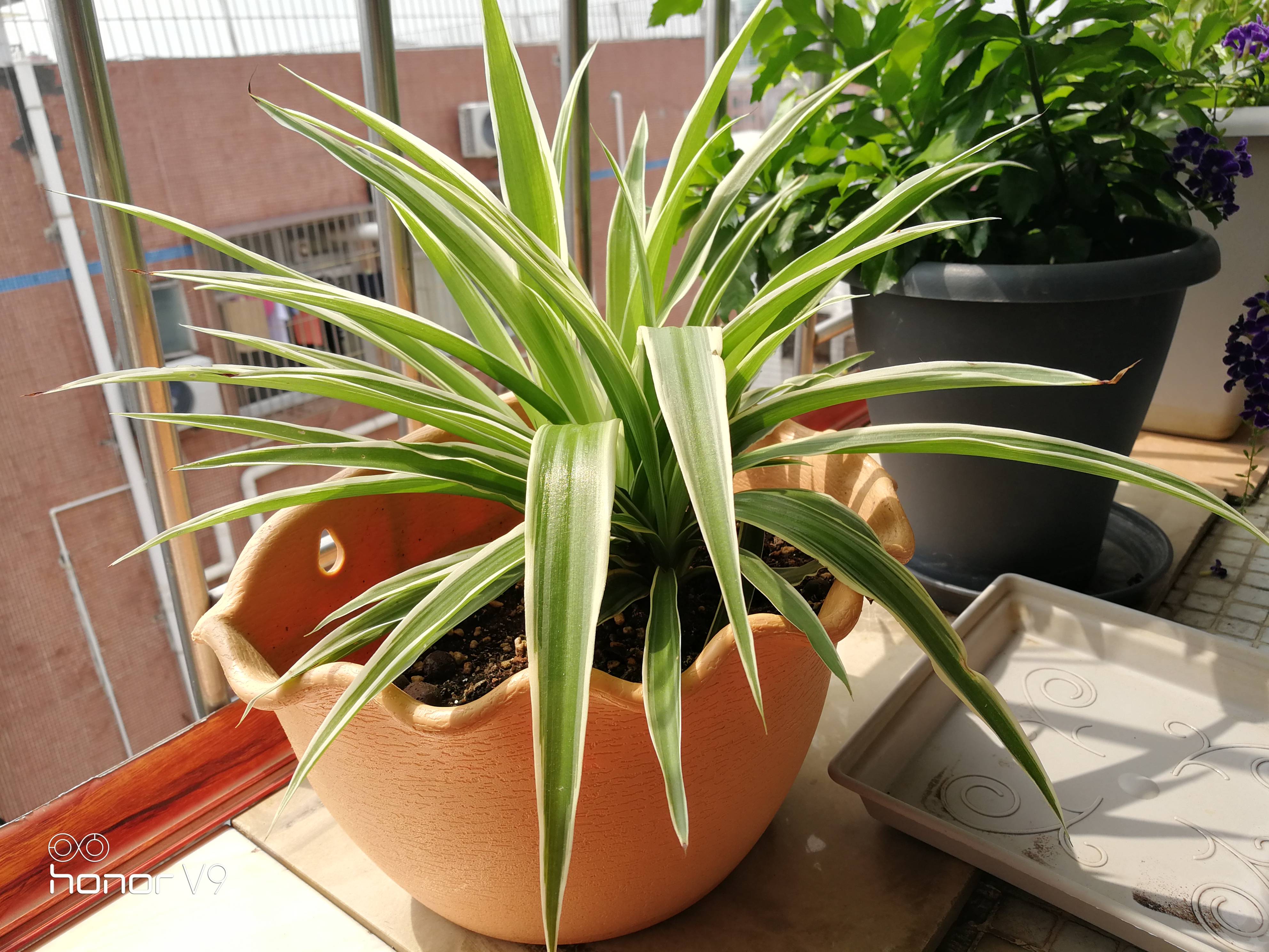吊兰——居家必养的美观植物