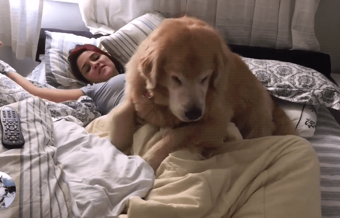 金毛陪了主人14年,最近行为有点反常,知道时间不多了吧