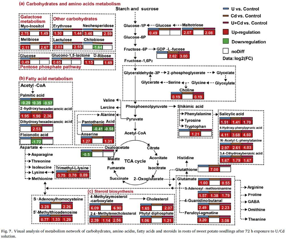 初级代谢网络的代谢产物通常显著上调.