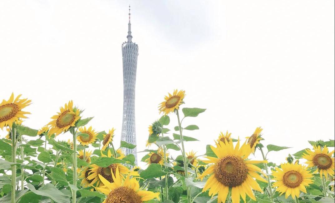 原创广州塔下有一大片向日葵花海,地铁直达,赏花正当时