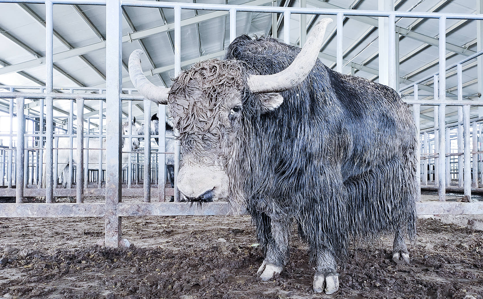 看吧,极品野牦牛,23000一头,品种好,1300斤