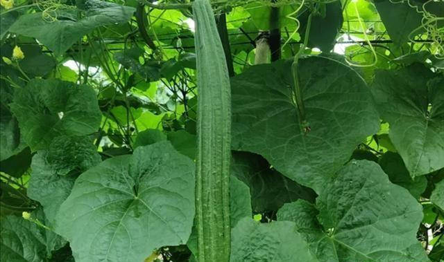 7月時令蔬菜絲瓜的幾種家常素菜做法有菜有湯營養搭配好吃又下飯_大蒜