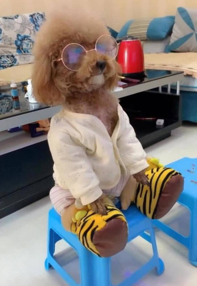 小泰迪迷上看动画片,坐在小板凳上半天不吭声,网友:能看懂吗?