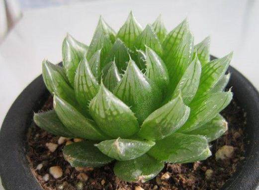 原创在家养多肉水晶掌,夏季注意3点,叶片细长饱满,显得很迷人