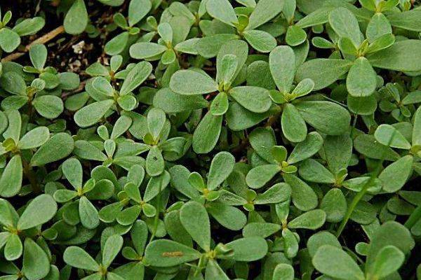 白发不要急着去染,一种野菜煮水洗头,白发脱发都可以得到改善