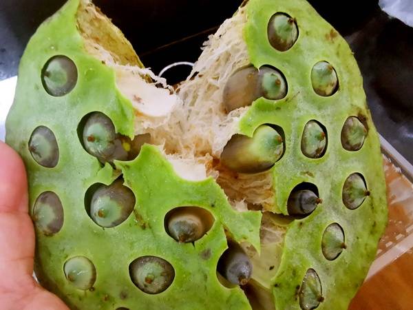 〈材料购买〉 新鲜莲子带莲蓬或单独的鲜莲子,新鲜银耳,桂圆干,枸杞