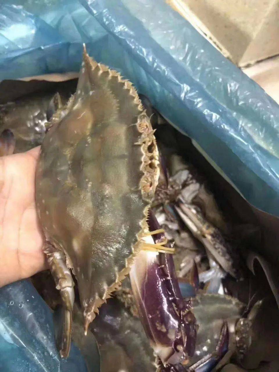 益马当鲜首次推出舟山梭子蟹,保肥保鲜的正宗舟山海鲜上市啦!