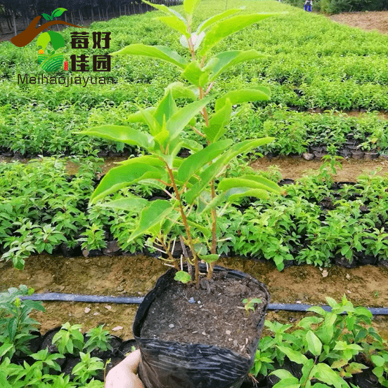 莓好佳园奇异莓幼苗定植干货一线农技员经验收藏备用
