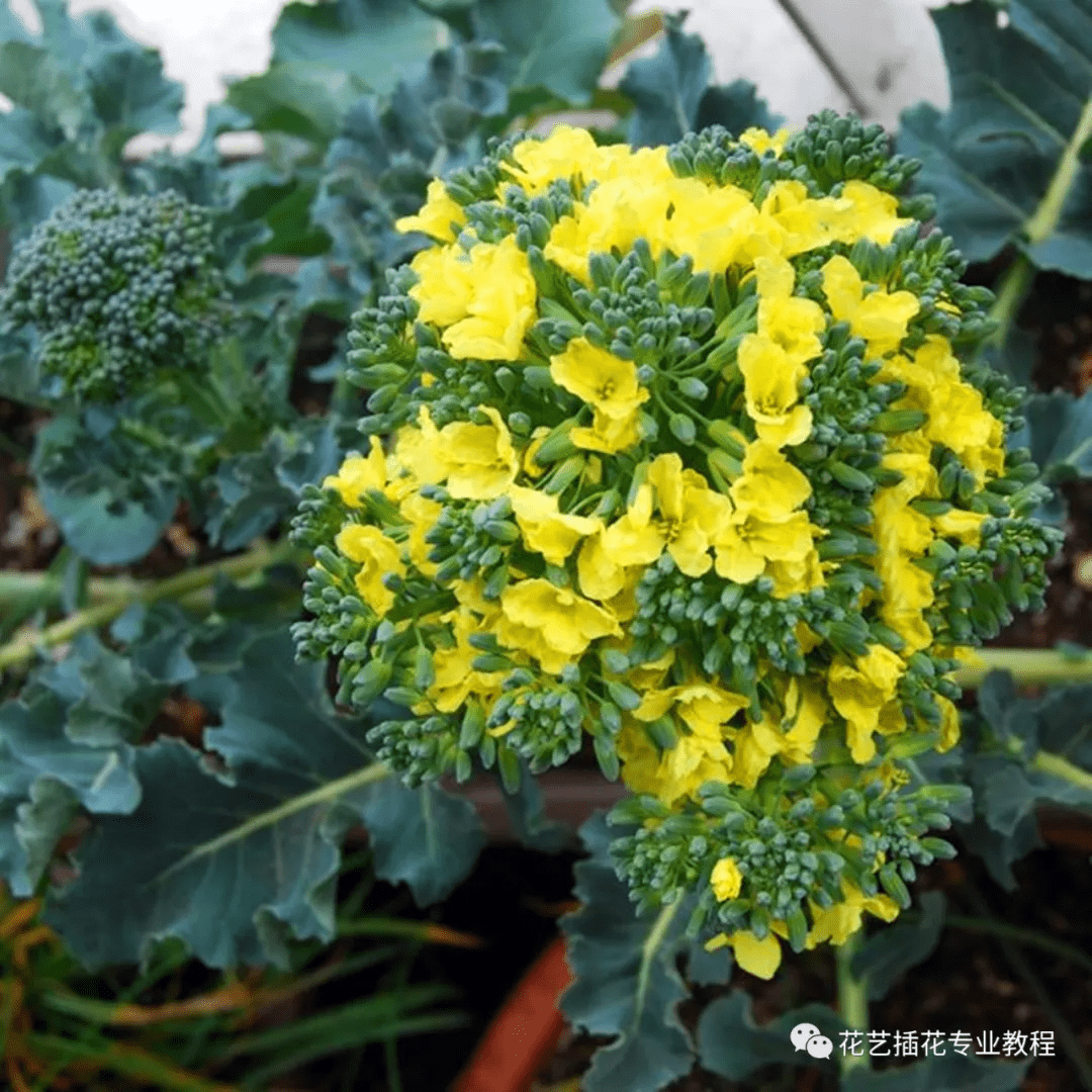 花艺分享|吃了一辈子蔬菜,却没见过它开花的样子?太惊艳了!