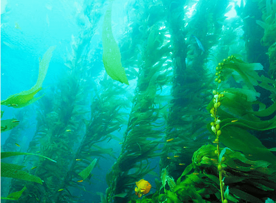 remote sensing | 如何使用卫星观测全球海带森林和潮间带绿藻的分布